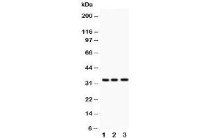 Western blot testing of MPG antibody and Lane 1:  rat liver (MPG 抗体  (C-Term))
