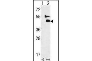Western blot analysis of GDF2 (arrow) using rabbit polyclonal GDF2-K23 (ABIN388817 and ABIN2839135). (GDF2 抗体  (N-Term))