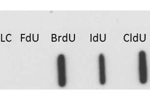 Western blot of Anti-BrdU antibody. (BrdU 抗体)