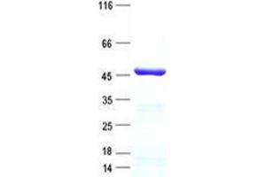 Western Blotting (WB) image for Transcriptional Adaptor 1 (TADA1) protein (His tag) (ABIN5505790)