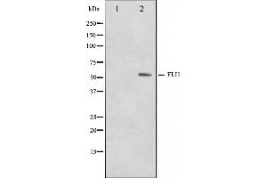 Western blot analysis on NIH-3T3 cell lysate using FLI1 Antibody,The lane on the left is treated with the antigen-specific peptide. (FLI1 抗体  (Internal Region))