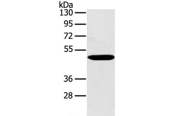 PPP2R3C anticorps