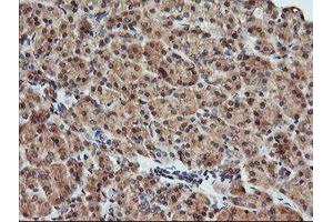 Image no. 1 for anti-Kallikrein 8 (KLK8) antibody (ABIN1498969) (Kallikrein 8 抗体)