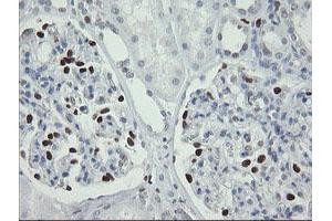 Image no. 6 for anti-Transcription Factor MafB (MAFB) (AA 32-320) antibody (ABIN1491411)