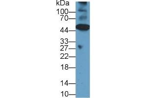 Western Blot; Sample: Mouse Heart lysate; Primary Ab: 1µg/ml Rabbit Anti-Rat CASP12 Antibody Second Ab: 0. (Caspase 12 抗体  (AA 1-244))