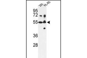 Western blot analysis of CYP21A2 Antibody (N-term) (ABIN392363 and ABIN2842000) in 293, HL-60 cell line lysates (35 μg/lane). (CYP21A2 抗体  (N-Term))