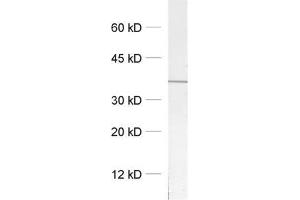 dilution: 1 : 1000, sample: crude synaptosomal fraction of rat brain (P2) (Syntaxin 12/13 (AA 1-250), (Cytoplasmic Domain) 抗体)