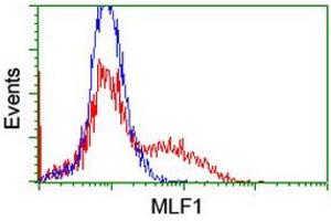 HEK293T cells transfected with either RC202774 overexpress plasmid (Red) or empty vector control plasmid (Blue) were immunostained by anti-MLF1 antibody (ABIN2455803), and then analyzed by flow cytometry. (MLF1 抗体)
