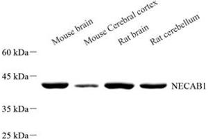 Western blot analysis of NECAB1 (ABIN7074753) at dilution of 1: 500 (NECAB1 抗体)