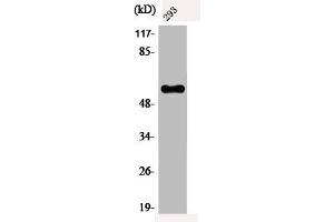 Western Blot analysis of 293 cells using Phospho-c-Myc (T58) Polyclonal Antibody (c-MYC 抗体  (pThr58))