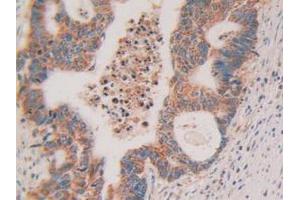 Figure. (Cytochrome C 抗体  (AA 5-100))