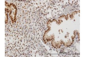 Immunostaining (ISt) image for anti-3'-phosphoadenosine 5'-phosphosulfate Synthase 2 (PAPSS2) (AA 1-614) antibody (ABIN522499)