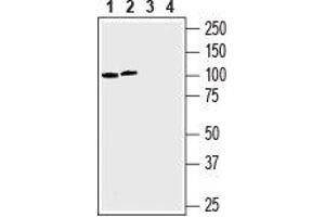 Western blot analysis of human chronic myelogenous leukemia K562 (lanes 1 and 3) and human prostate carcinoma LN-CaP (lanes 2 and 4) cell lines lysates: - 1, 2. (SLC43A1 抗体  (4th Extracellular Loop))
