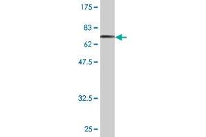 Western Blot detection against Immunogen (78. (CAMK1G 抗体  (AA 1-476))