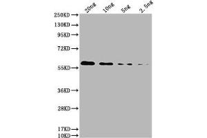 Western Blot Positive WB detected in: HIS fusion protein 2 at 20 ng, 10 ng, 5 ng, 2. (His Tag 抗体)