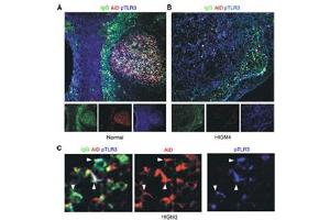 Image no. 1 for anti-Toll-Like Receptor 3 (TLR3) (AA 750-800), (pTyr759) antibody (ABIN210577) (TLR3 抗体  (pTyr759))