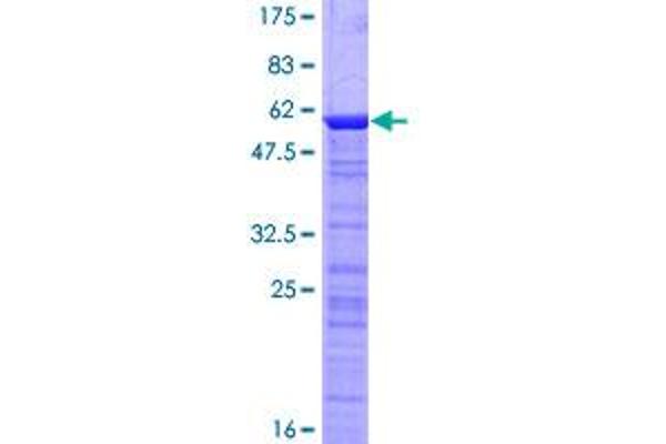 MORF4L2 Protein (AA 1-288) (GST tag)