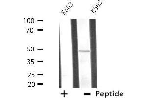 Western blot analysis of extracts from K562 cells using ATG4C antibody.