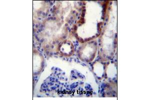 IGSF8 Antibody (Center) (ABIN656323 and ABIN2845622) immunohistochemistry analysis in formalin fixed and paraffin embedded human kidney tissue followed by peroxidase conjugation of the secondary antibody and DAB staining. (IGSF8 抗体  (AA 226-254))