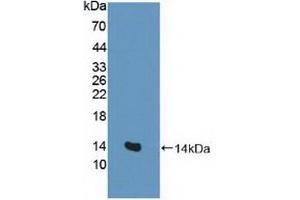 Detection of Recombinant EAAT3, Human using Polyclonal Antibody to Excitatory Amino Acid Transporter 3 (EAAT3) (SLC1A1 抗体  (AA 115-209))