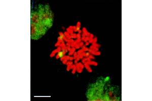 HSF1 (10H8), HeLa cells mitosis (HSF1 抗体  (AA 378-395))