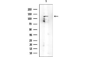 Western blot analysis of lysates from Rat brain, using ERC2 Mouse Monoclonal Antibody at 1/1000 dilution.