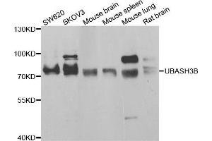 Western blot analysis of extracts of various cell lines, using UBASH3B antibody (ABIN5974296) at 1/1000 dilution. (UBASH3B 抗体)