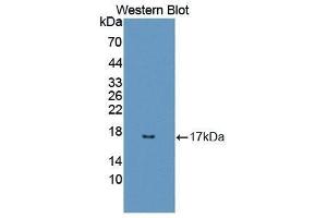 Western Blotting (WB) image for anti-Regenerating Islet-Derived 3 alpha (REG3A) (AA 25-142) antibody (ABIN1863090) (REG3A 抗体  (AA 25-142))