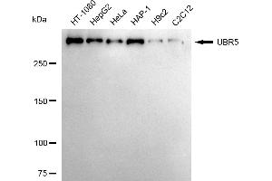 Western blotting analysis using UBR5 antibody (ABIN7800719). (Recombinant UBR5 抗体)