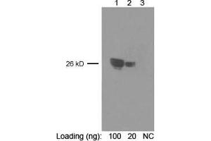 Lane 1-2: GST fusion protein in E. (GST 抗体  (HRP))