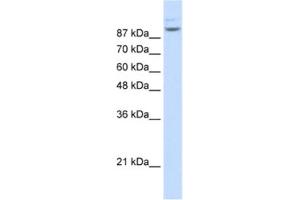 Western Blotting (WB) image for anti-Matrin 3 (MATR3) antibody (ABIN2462282) (MATR3 抗体)
