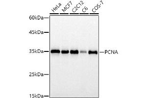 Western blot analysis of extracts of various cell lines, using PCNA antibody (ABIN6133630, ABIN6139020, ABIN6139022 and ABIN7101400) at 1:1000 dilution. (PCNA 抗体)