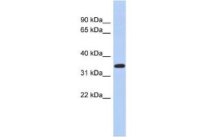 Western Blotting (WB) image for anti-Kruppel-Like Factor 6 (KLF6) antibody (ABIN2458157) (KLF6 抗体)