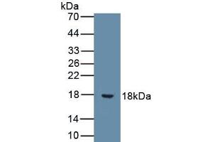 Detection of Recombinant IL9, Human using Monoclonal Antibody to Interleukin 9 (IL9) (IL-9 抗体  (AA 19-144))