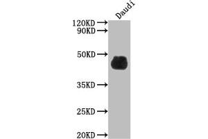 Western Blot Positive WB detected in: Daudi whole cell lysate All lanes: CD48 antibody at 1:2000 Secondary Goat polyclonal to rabbit IgG at 1/50000 dilution Predicted band size: 28, 20 kDa Observed band size: 45 kDa (Recombinant CD48 抗体)