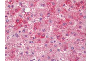 Immunohistochemistry (IHC) image for anti-Prostaglandin E Receptor 4 (Subtype EP4) (PTGER4) (Extracellular Domain) antibody (ABIN1049257)