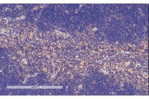 ABIN334506 (4µg/ml) staining of paraffin embedded Mouse Thymus. (TFEC 抗体  (Internal Region))