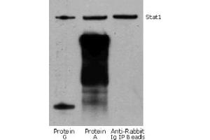 Rabbit IP / Western Blot: Jurkat cell lysate (0. (兔 TrueBlot® Western Blot Kit)