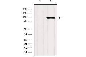 Western blot analysis of extracts from Hela, using NFATC2 Antibody. (NFAT1 抗体  (Internal Region))