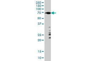 ARAF monoclonal antibody (M01), clone 6H6 Western Blot analysis of ARAF expression in HeLa . (ARAF 抗体  (AA 151-250))