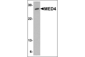 Western blot analysis of MED4 in human testis tissue lysate with this product at 0. (MED4 抗体  (C-Term))