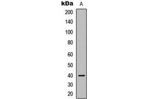 Western blot analysis of CACNG7 expression in HEK293T (A) whole cell lysates.