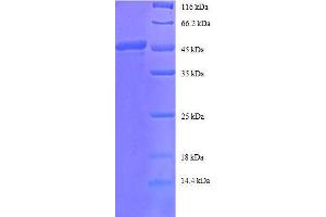 SDS-PAGE (SDS) image for ADP-Ribosylation Factor 4 (ARF4) (AA 1-180), (full length) protein (GST tag) (ABIN7479176)