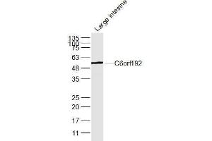 Mouse Large intestne lysates probed with C6orf192 Polyclonal Antibody, Unconjugated  at 1:300 dilution and 4˚C overnight incubation. (C6orf192 抗体  (AA 50-80))