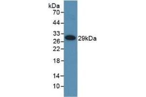 Detection of Recombinant MMP25, Human using Polyclonal Antibody to Matrix Metalloproteinase 25 (MMP25) (MMP25 抗体  (AA 108-313))