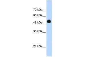 WB Suggested Anti-DMTF1 Antibody Titration:  0. (DMP1 抗体  (C-Term))