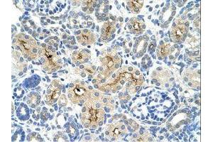 Image no. 1 for anti-TAF6 RNA Polymerase II, TATA Box Binding Protein (TBP)-Associated Factor, 80kDa (TAF6) (AA 39-88) antibody (ABIN324365)