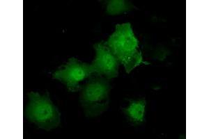 Image no. 7 for anti-Tubulin tyrosine Ligase-Like Family, Member 12 (TTLL12) antibody (ABIN1499035) (TTLL12 抗体)