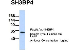 Host: Rabbit  Target Name: SH3BP4  Sample Tissue: Human Fetal Heart  Antibody Dilution: 1. (SH3BP4 抗体  (N-Term))