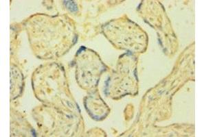 Immunohistochemistry of paraffin-embedded human placenta tissue using ABIN7161023 at dilution of 1:100 (POR 抗体  (AA 2-671))